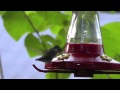 view Ruby throated Hummingbird Takoma Park, MD digital asset number 1