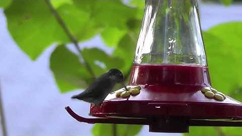 Ruby throated Hummingbird Takoma Park, MD