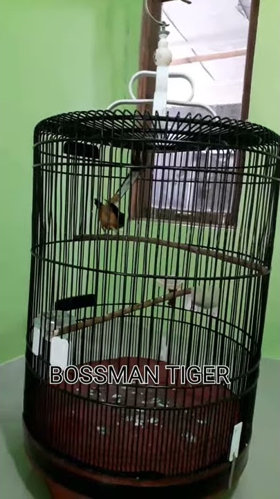 MB KRISNA (BOSSMAN TIGER) - TEMBAKAN KOMBINASI LOVEBIRD,CIBLEK DAN SUARA KUCING SANGAR!!