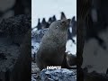 Why Antarctica is the Harshest Place on Earth