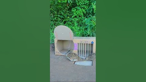 Create DIY great bird trap technique - quail trap #short