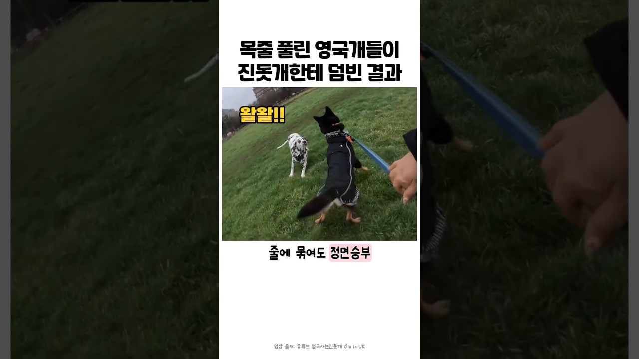 해외에서 목줄풀린 개를 만나면 벌어지는일 #강아지 #반려견 #어질리티 #진돗개