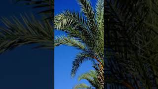 1097 1021205 mp3