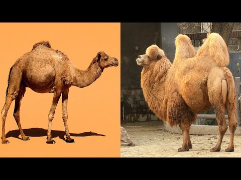 Dromedary and Bactrian Camels: A Comparison