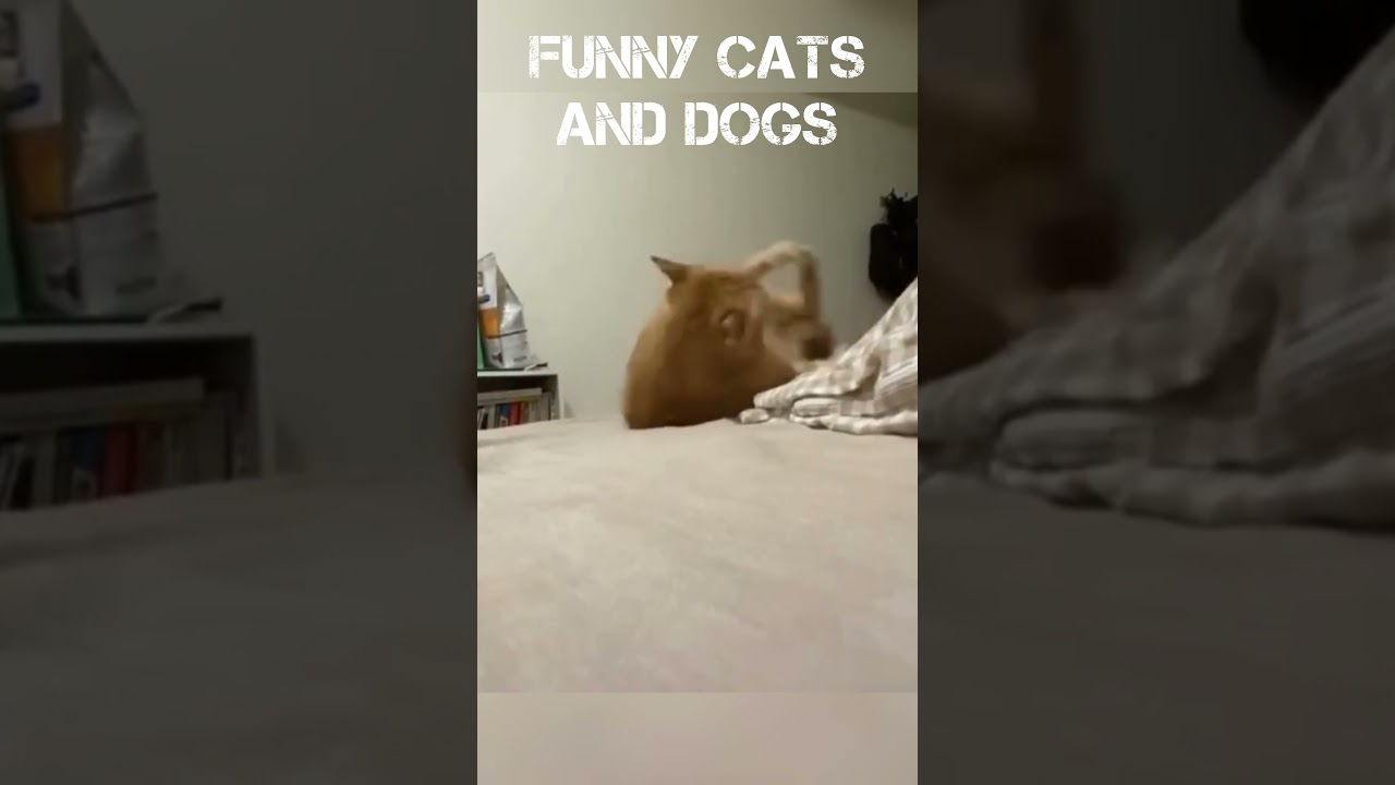 ⁣🐱Funny Cats and Dogs #cats #dogs #animals #maxianimals #funnycats 🐶 Funniest Animals 2025 🐶