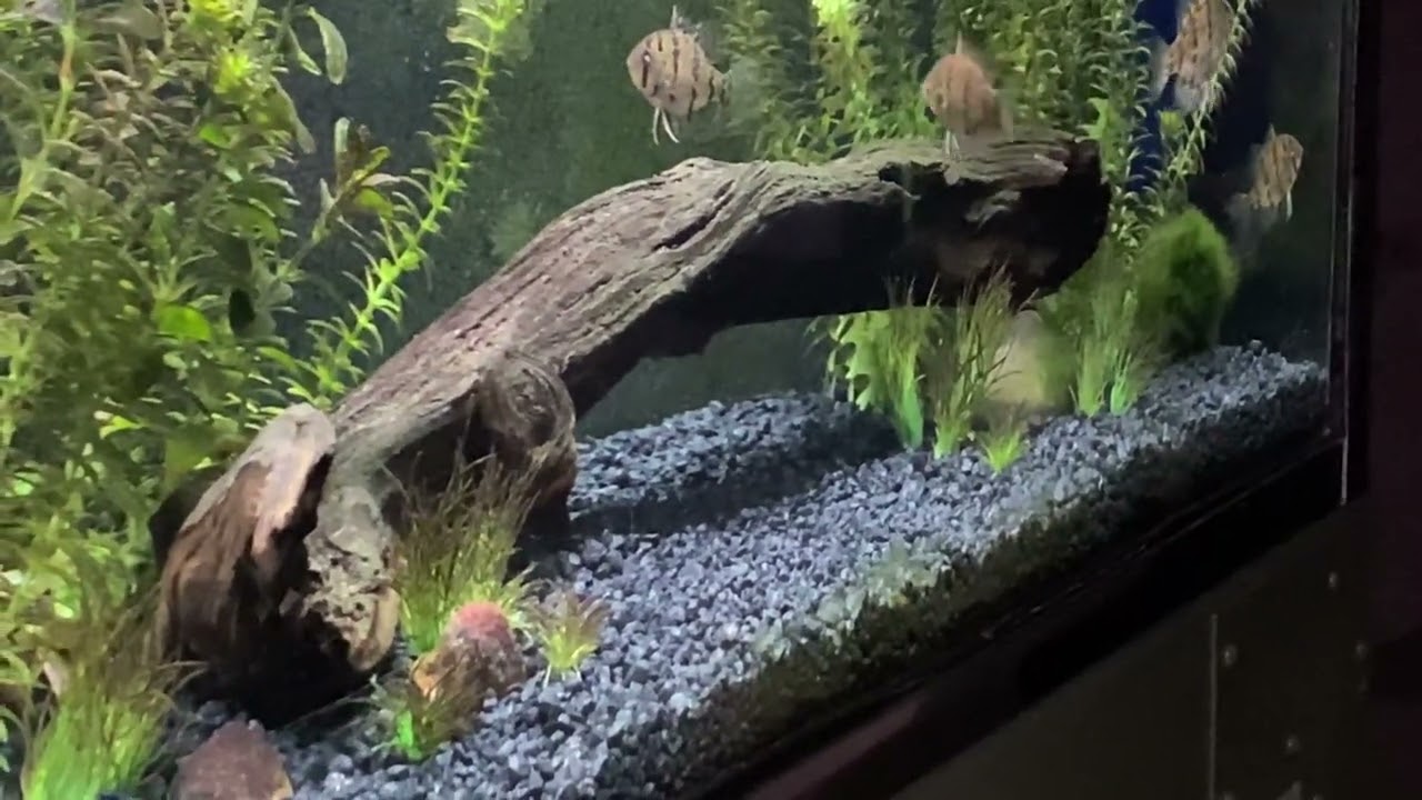 Blackbanded Sunfish nesting 1