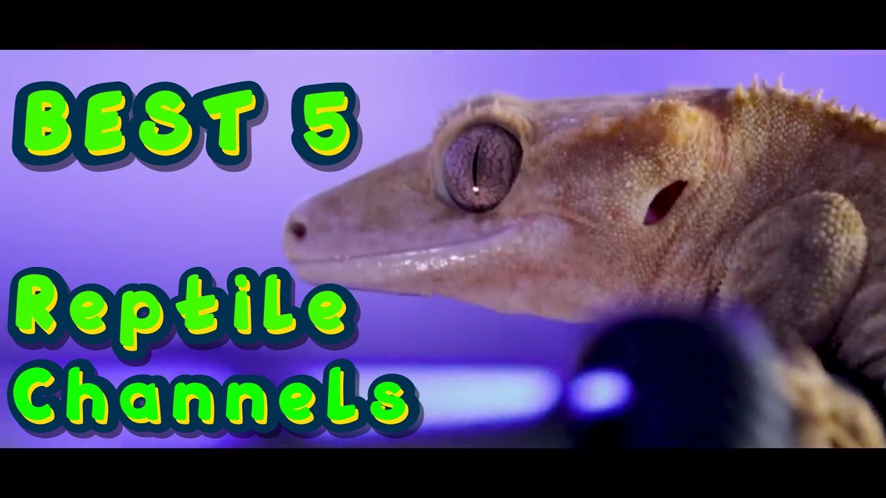 Best 5 reptile Channels on YouTube - YouTube
