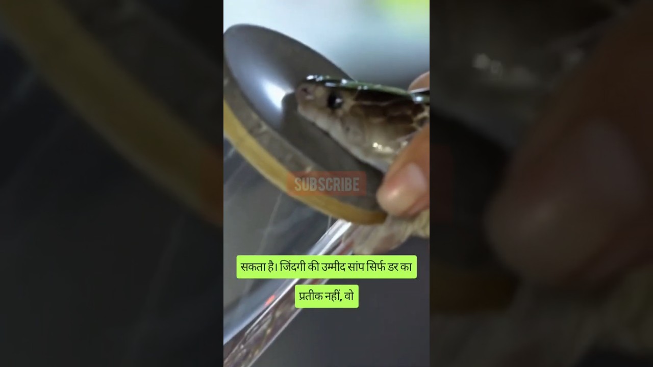 सांप के जहर से बनती है दवाइयां_Medicines Made from Snake Poison? | Venom That Heals!