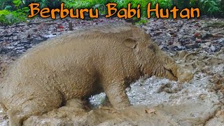 Berburu Babi Hutan Dapat Babi Hutan Jantan Besar & Gemuk