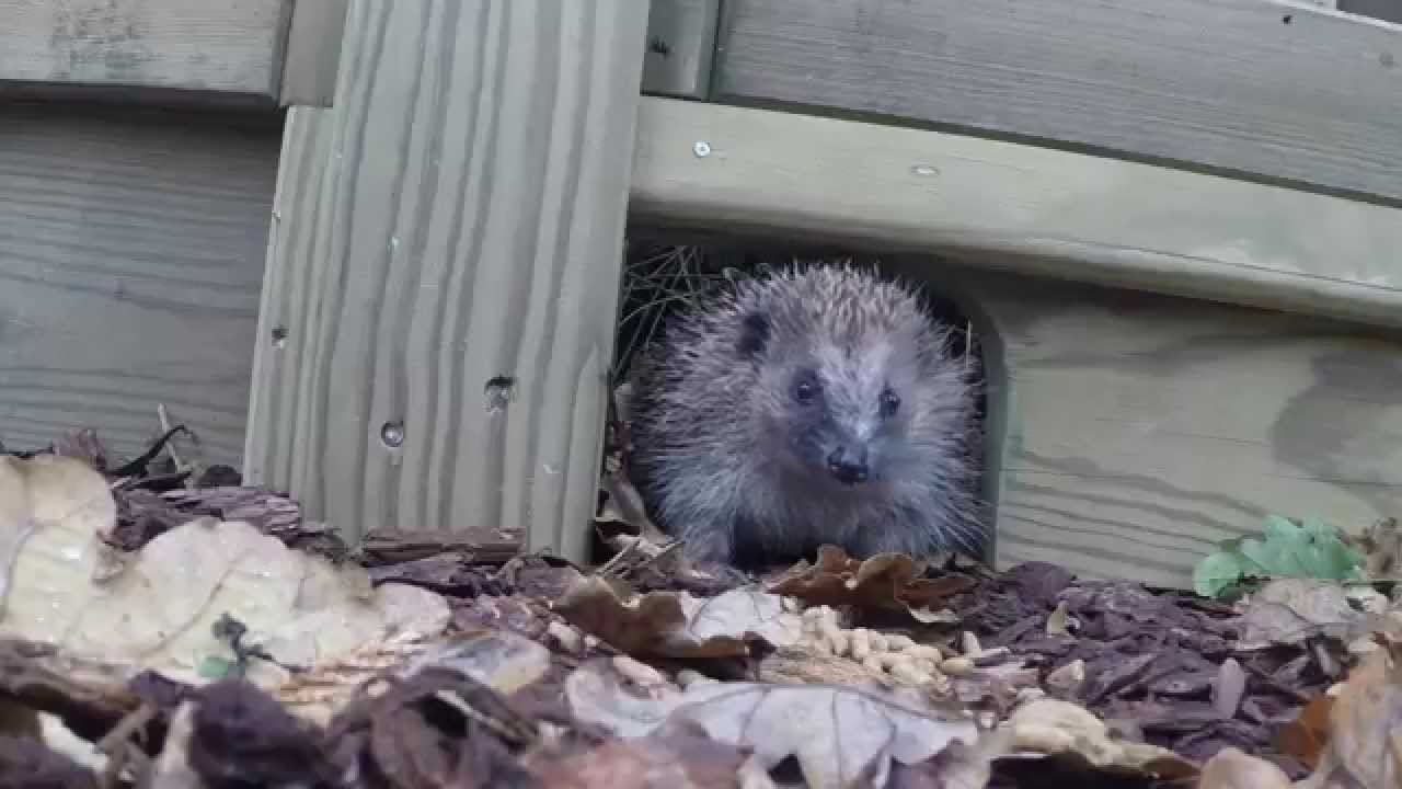 Hedgehog Fence Gravel Board YouTube
