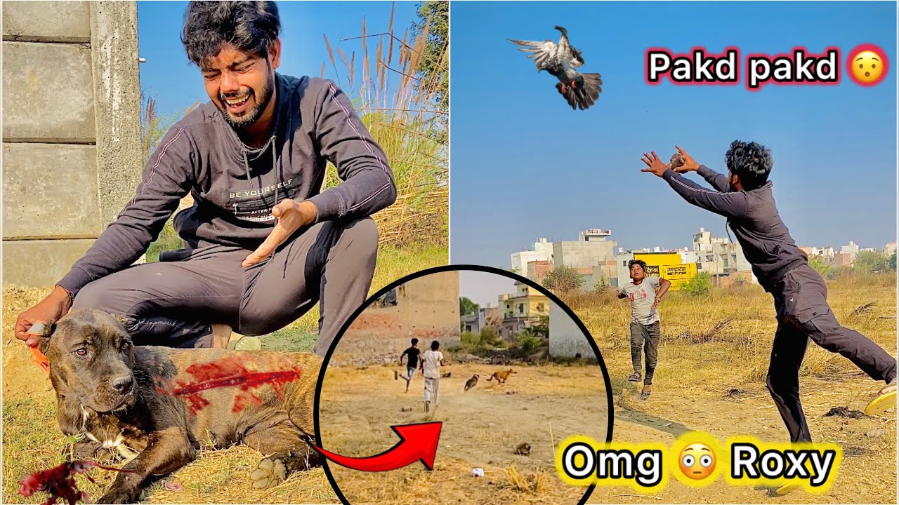 Raftar 🕊️ bht Uper Urr Gaya 😮 || Roxy ( pitbull ) ka Pagal dog se Panga hogya 😐