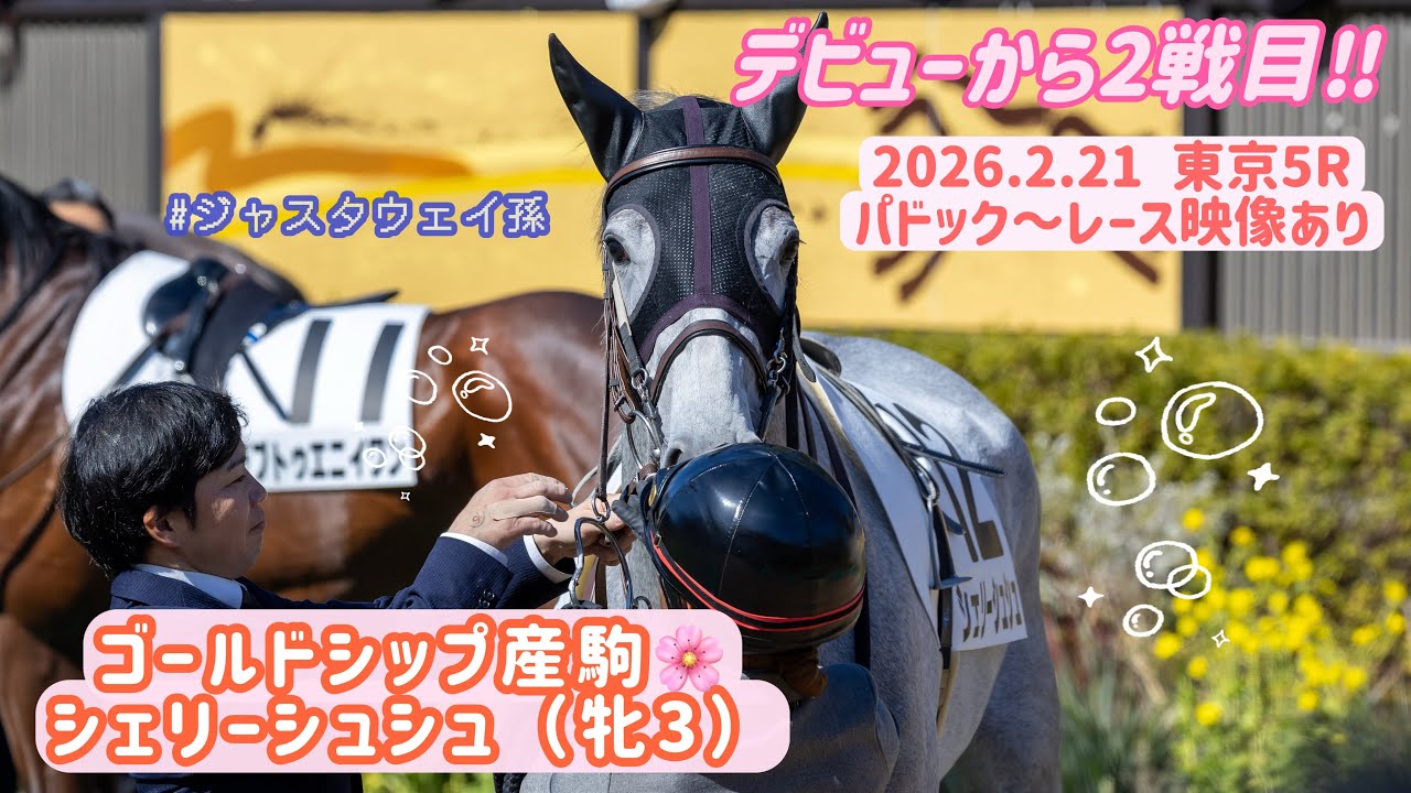 【ゴールドシップ産駒】シェリーシュシュ🌸初めての芝2400頑張りました！！