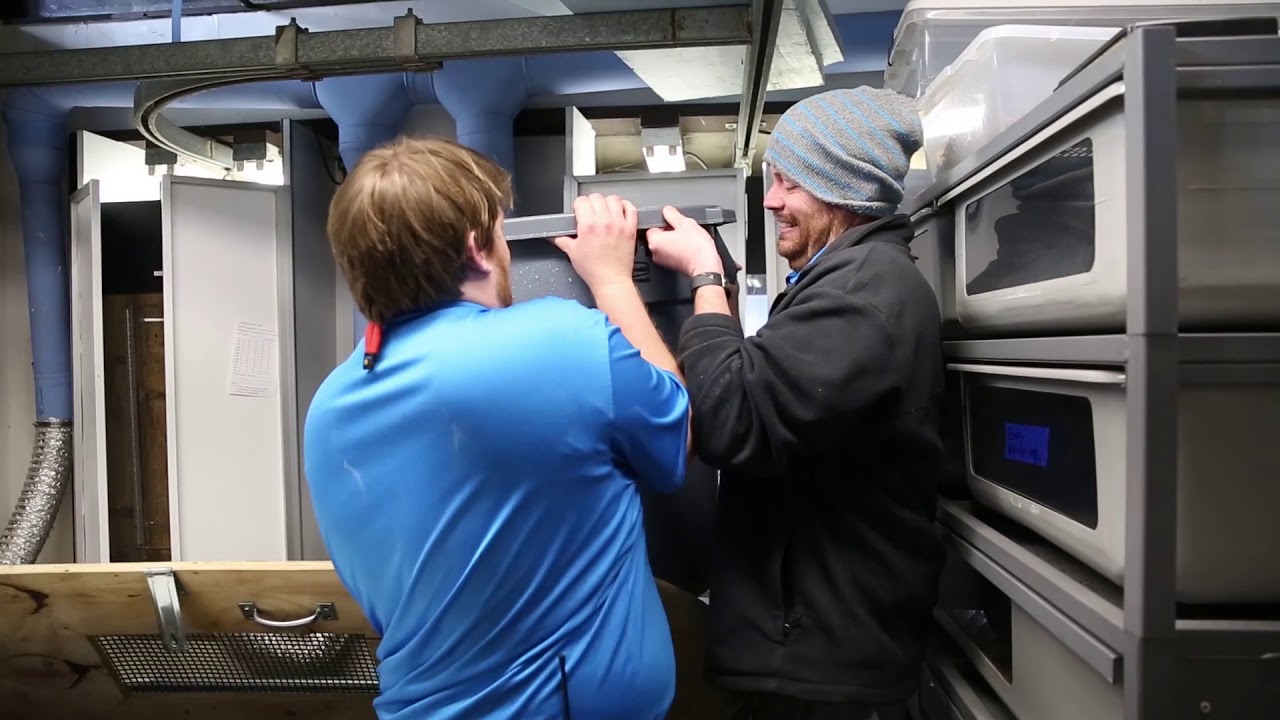 Chinese alligators are back