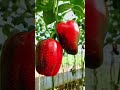 #fypシ゚viral #foryou #polytunnel #greenhousefarming #bellpeppers #everyone #1000subscriber #shorts