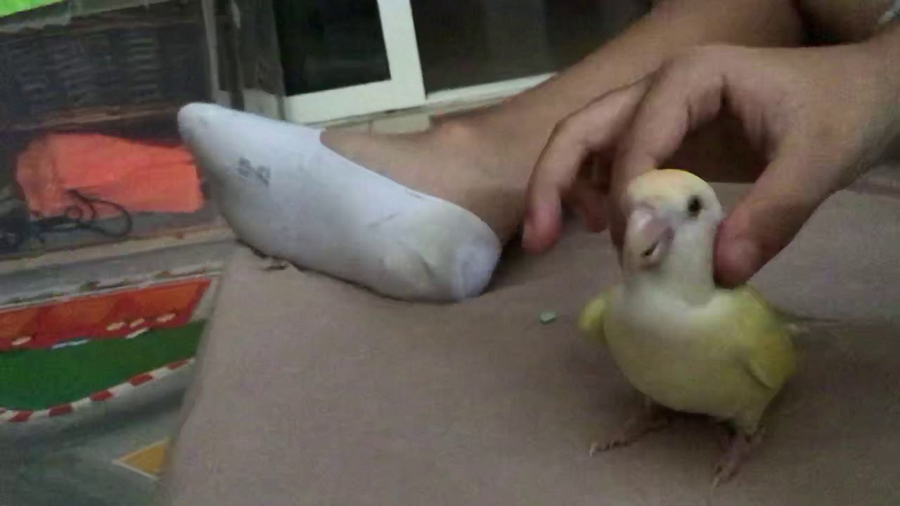 Bird likes massages YouTube
