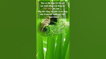 STT hay về cuộc sống - sức mạnh của ngôn từ #findhappiness #trietlycuocsong #baihoccuocsong