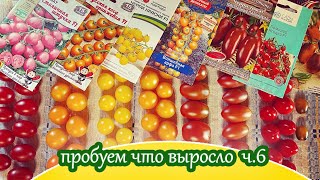 Дегустация  черри-томатов ч.6 / Моё мнение о вкусе выросших у меня черри томатах в 2023