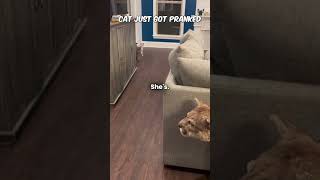 🤣🤣 Awesome Cat Prank   #funny #laugh #prank