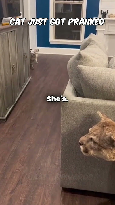 🤣🤣 Awesome Cat Prank   #funny #laugh #prank