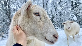 Our Katahdin Sheep Small Scale Flock