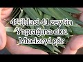 41 ZEYTİN YAPRAĞINA 41 İHLÂS SURESİ OKUYUN MUCİZEYİ YAŞAYIN IHLAS SURESININ FAZILETLERI