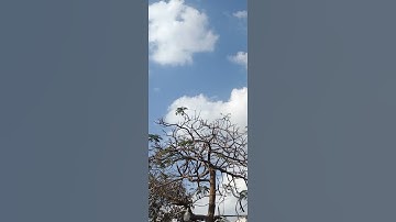 اواخر سوره الاسراء