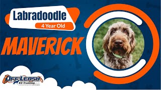 Labradoodle, 4 Years, Maverick | Best Dog Training Central Missouri | Off Leash K9