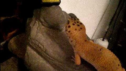 Leopard Gecko Vs. Grasshopper