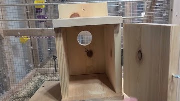 DIY English Parakeet nest boxes. about 10 dollars a box!