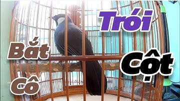 Luyện Giọng Chim Khướu Hót Giọng Bắt Cô Trói Cột 2022