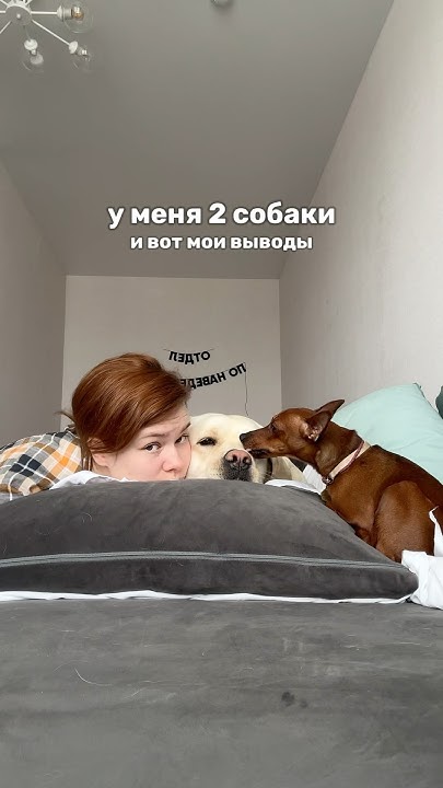 Пенка для мытья лап 248237380 #уходзасобакой #шампуньдлясобак #цверг # ...