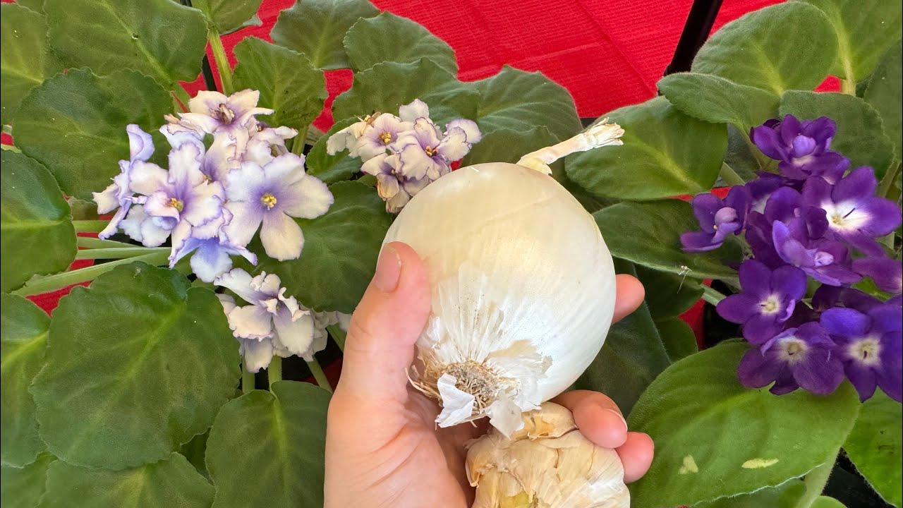 🔥Hemen Etkisini Göstermeye Başlayan BOMBA Gübre TARİFİ‼️MÜTHİŞ ‼️YOK BÖYLE BİR GÜBRE ‼️HEMEN İZLE‼️