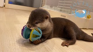 【双子のカワウソ】おだし、新しいおもちゃは全部わたしのもの！　Otter　Odashi ”New toys are all mine!”
