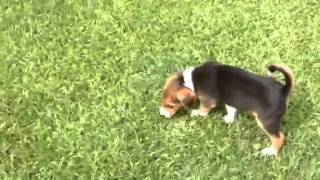 Video of adoptable pet named Tennessee in Texarkana Texas