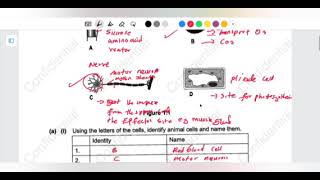 Biology P2 cells specialization 2026 GCE revision 