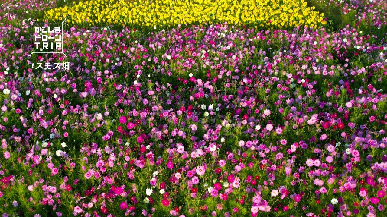鹿屋市串良町岡崎・コスモス畑【かごしまドローンTRIP】