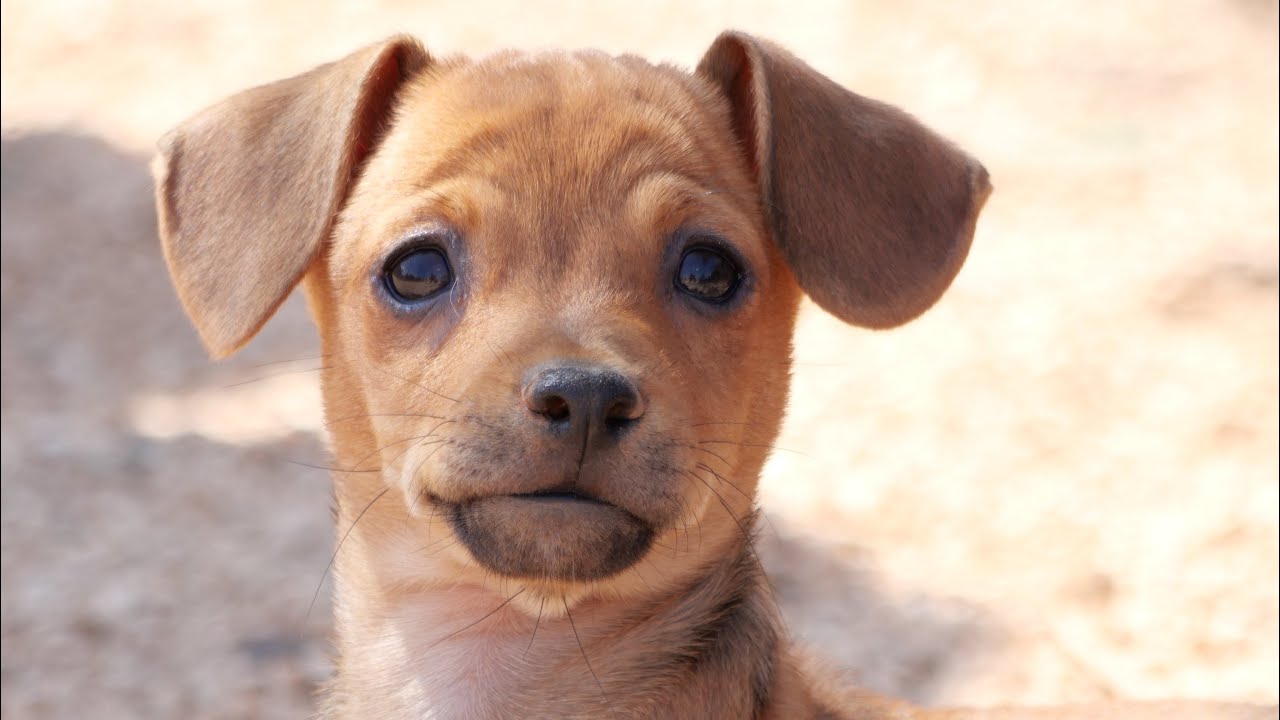 Zuhause gefunden ❤️ Tania, Tofu und Teseo suchen ein Zuhause 