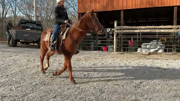 3630-sorrel TWH gelding 15h 25yr old $650 Deadline 12/29/25 