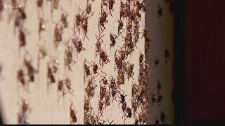 Millions of Mormon crickets invade Nevada town