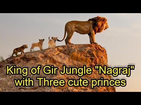 तीन-राजकुमार-और-गीर-जंगल-का-राजा-gir-jungle-king-"nagraj"-with-three-cute-princes-cubs.-asiatic-lion