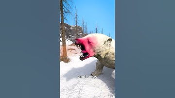 Thumbnail of Using Bear Spray On A Polar Bear 😨