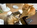 ママの取り合いでバトル勃発‼️元野良猫まるとら&ぽこまる