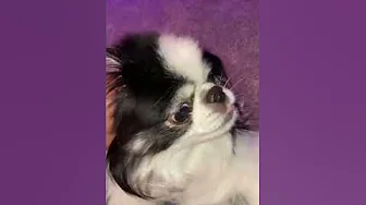 Puppy love