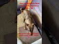 Помощь всегда нужна 🙏❤️ #помощьприюту#сбербанк#8(902)094-15-12