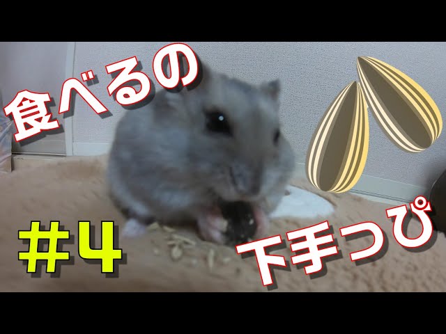 4 ヒマワリの種を食べるのが下手すぎるハムスター - YouTube