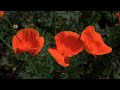 California Poppies 8K video. Bach Goldberg Variations, Aria. Hanneke van Proosdij, harpsichord