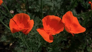 California Poppies 8K video. Bach Goldberg Variations, Aria. Hanneke van Proosdij, harpsichord