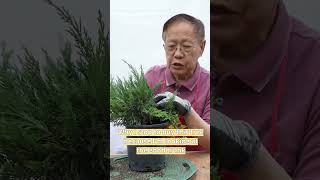 Download Lagu Should you grow bonsai from seed? #short #bonsai #penjing #tree #trees #plant #plants #bonsaitree MP3