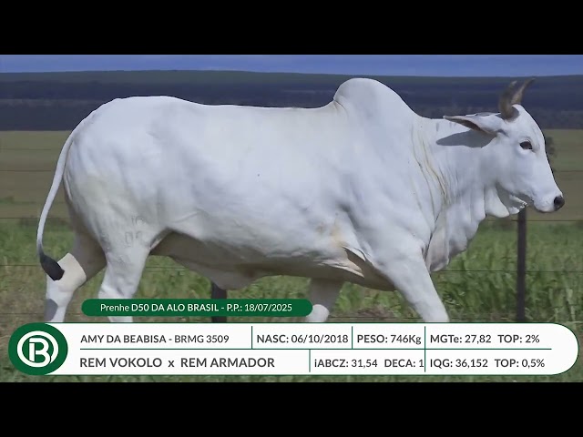 Lote 03   Leilão Beabisa – Matrizes Top Genética – 10ª Edição