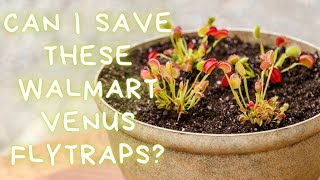 Walmart Venus Flytrap Haul: Walmart Venus Flytrap Death Cube Rescue Repotting Walmart Venus Flytrap